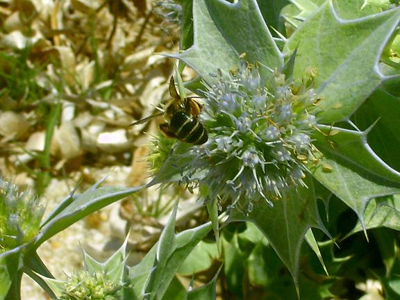 Apide al mare: femmina di Andrena sp.